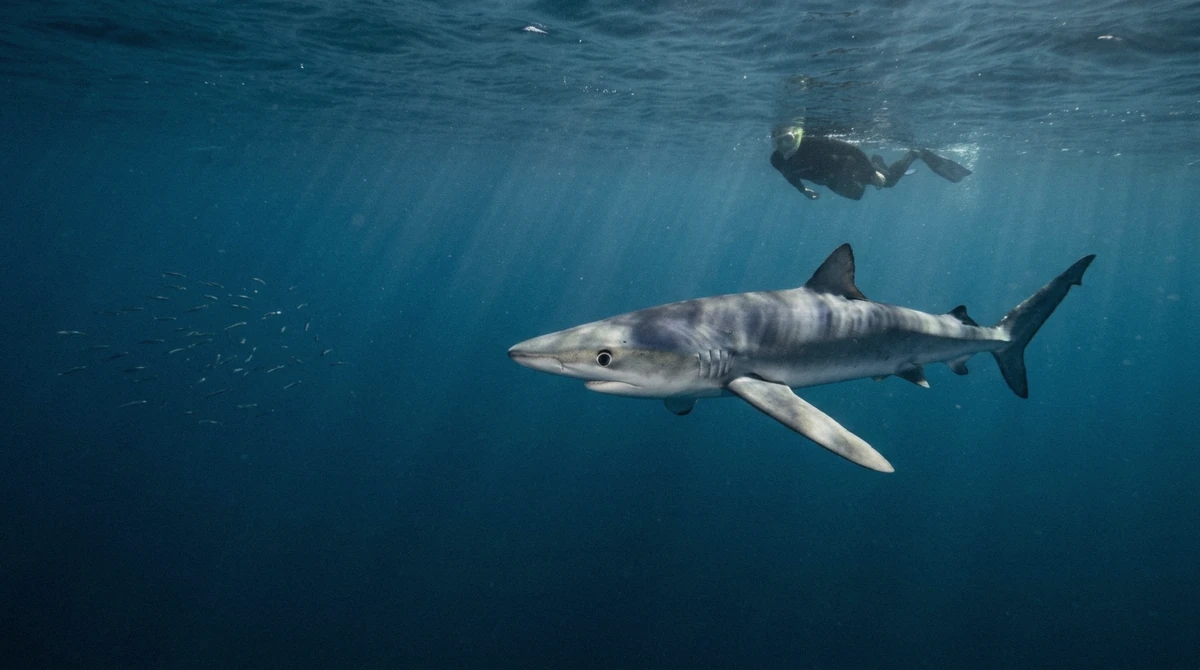 A blue shark gliding through open blue water with a snorkeler visible at a distance on a snorkel with sharks in Cabo San Lucas tour