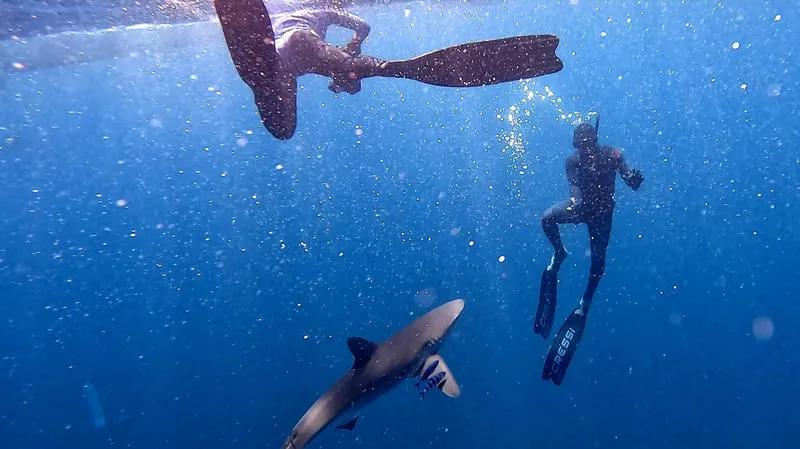A snorkeler watching a blue shark in open water on a snorkeling in Cabo San Lucas shark tour