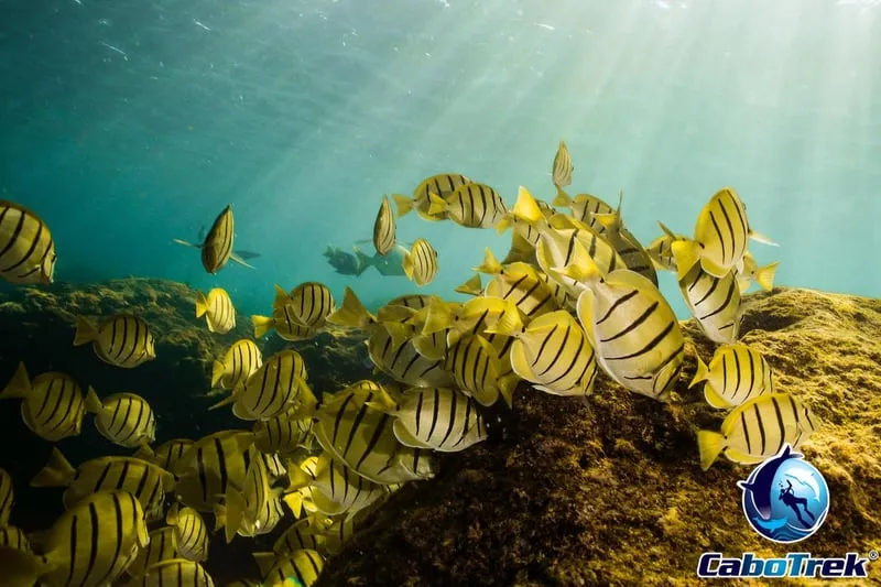 A private boat and snorkelers with a PADI guide on a private snorkeling in Cabo San Lucas tour